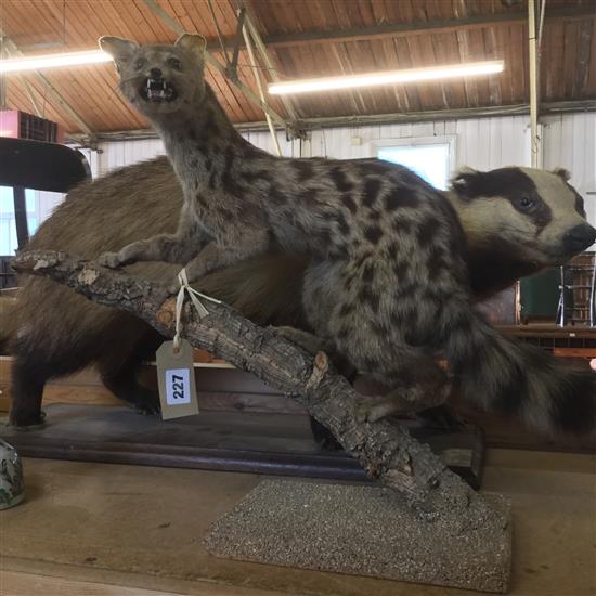 Taxidermy civet and badger